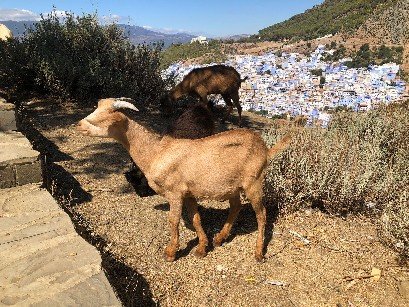 tours chefchaouen